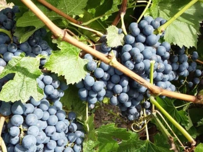 Prodajem grožđe MERLOT
