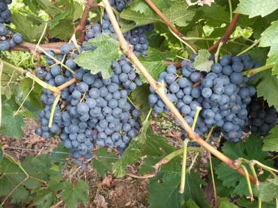 Prodajem grožđe MERLOT