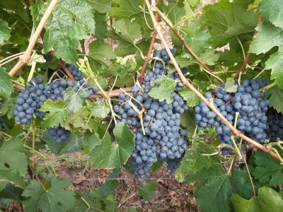 Prodajem grožđe MERLOT