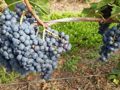 Prodajem grožđe MERLOT