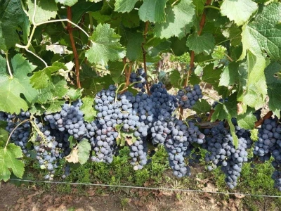 Prodajem grožđe MERLOT