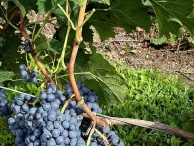 Prodajem grožđe MERLOT