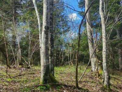 Prodajem povoljno šumu i livade