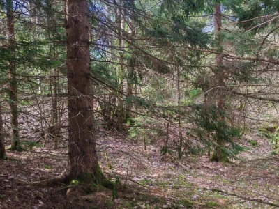 Prodajem povoljno šumu i livade
