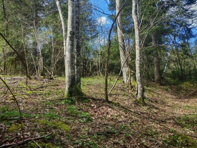 Prodajem povoljno šumu i livade