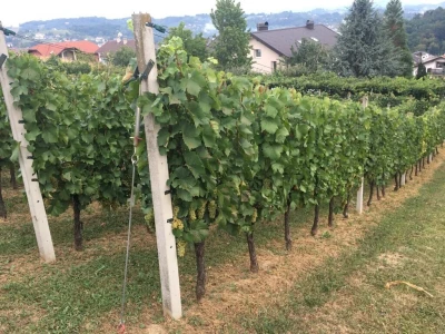 Prodajem vrhunsko bijelo vino