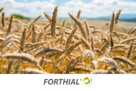 FORTHIAL - aktivator sinteze klorofila i dužeg nalijevanja zrna žitarica