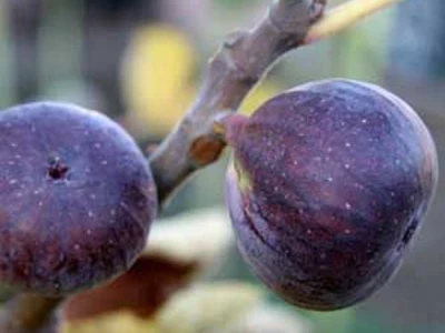 Sadnice voća
