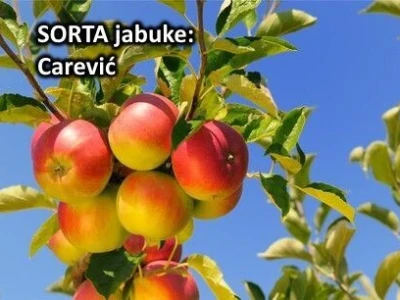 sadnice voćki - povoljna cijena