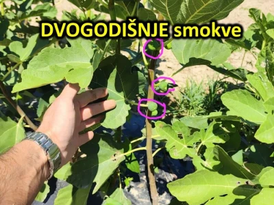 sadnice voćki - povoljna cijena