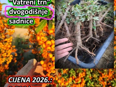 sadnice voćki - povoljna cijena