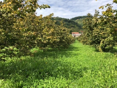 Lješnjaci iz ekološke proizvodnje