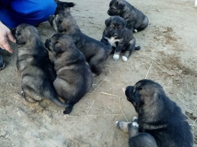 Štenci šarplaninci