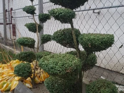 Topiary Bonsai Niwaki - Vrtna ukrasna Drvca - Japanske Skulpture (životinje)