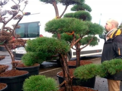 Topiary Bonsai Niwaki - Vrtna ukrasna Drvca - Japanske Skulpture (životinje)