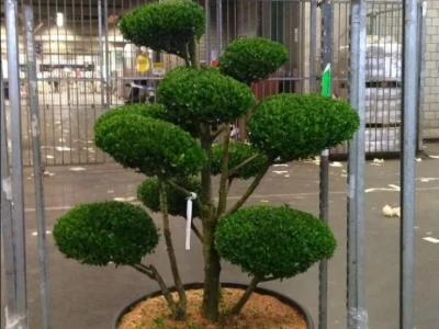 Topiary Bonsai Niwaki - Vrtna ukrasna Drvca - Japanske Skulpture (životinje)