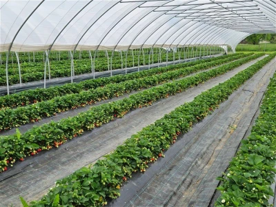 ULTRASIL , AGROTEXTIL i FOLIJE za veroneze plastenike