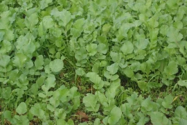 Uljna rotkva (raphanus sativus)-Romesa, 25kg