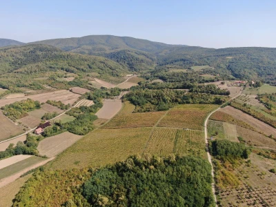 Vinograd 17 hektara Slavonija SNIŽENO