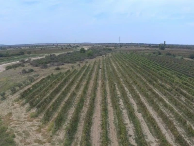 Vinograd / Nadin / Nadinsko blato