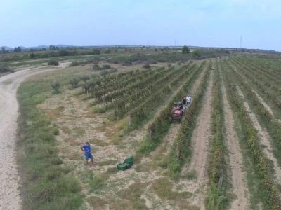 Vinograd / Nadin / Nadinsko blato