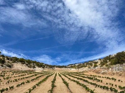Vozač/vozačica traktora u vinogradu na otoku Braču