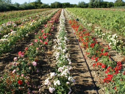Sadnice iz vlastite proizvodnje - web prodaja i veleprodaja