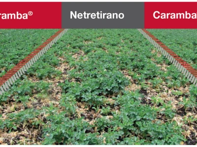[Zaštita uljane repice] Caramba® - Za zdravu repicu snažnog korijena!