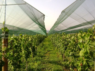 Zaštita vinograda od tuče