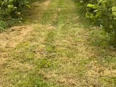 Zemljište s nasadom lješnjaka u mjestu Brinje, veličine otprilike 5000m2