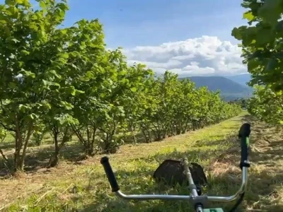 Zemljište s nasadom lješnjaka u mjestu Brinje, veličine otprilike 5000m2