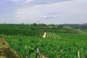 Vina Cattunar