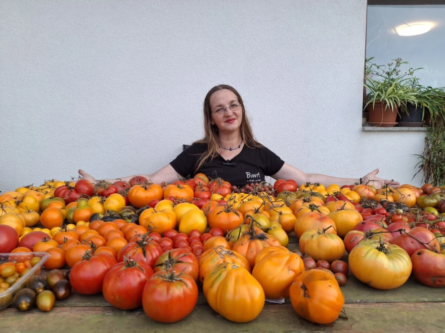 Silvija rajčice