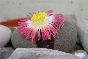 Kaktusi