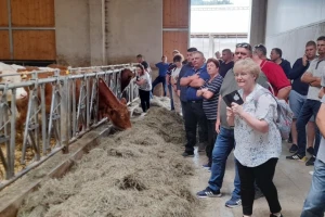 Hrvatski stočari u Austriji