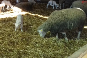 Janjenje na OPG-u Saša Horvat