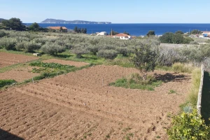 Otok Vis