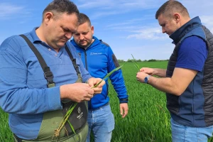 Prihrana usjeva na OPG-u Damira Šisla
