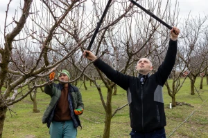 Rezidba marelice u Baranji