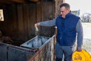 Priprema hrane za svinje na OPG-u Damira Rastije