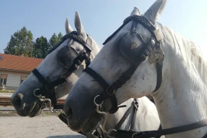 Vozočašće u Mariji Bistrici