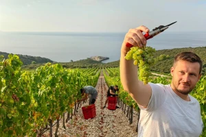 Berba grožđa u Dalmaciji