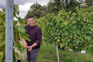 Vinarija Kutjevo - berba grožđa