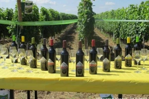 Dani Vinograda u RH