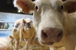 Izložba stoke - AgriBEX
