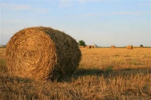Bale sijena