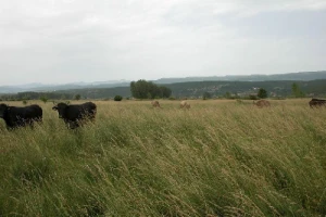 Mladi poljoprivrednik Božo Banić u Otoku kod Sinja