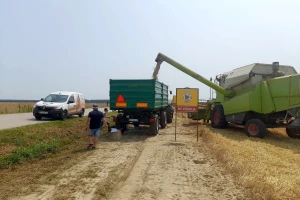 Vršidba i vaganje pokusa BC pšenica u Tomašancima