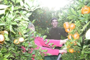Berba mandarina u Neretvi oko 25. rujna