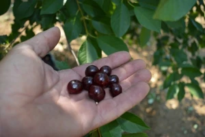 Berba maraške